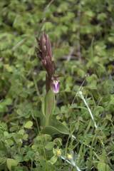 Anacamptis collina