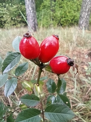 Rosa corymbifera