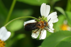 Phalerimeris phalerata