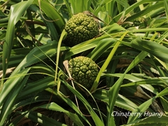 Pandanus odorifer