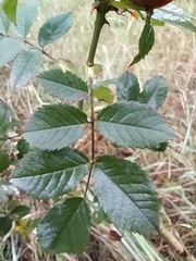 Rosa corymbifera