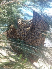 Apis mellifera capensis