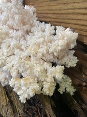 Hericium alpestre