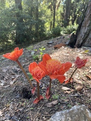 Haemanthus coccineus