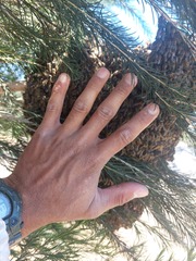 Apis mellifera capensis