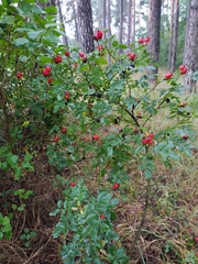 Rosa corymbifera