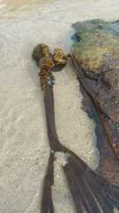 Saccorhiza polyschides