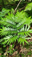 Angiopteris lygodiifolia