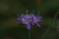 Knautia dipsacifolia