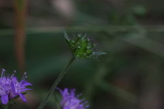 Knautia dipsacifolia
