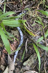 Amphisbaena fuliginosa bassleri