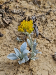Helichrysum arenarium