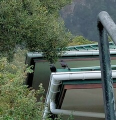 Onychognathus morio morio