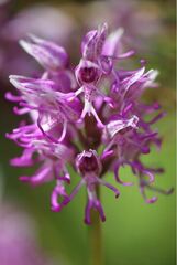 Orchis simia