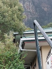 Onychognathus morio morio