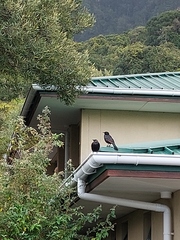 Onychognathus morio morio