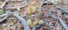 Drosera glanduligera