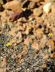 Leucoptera oppositifolia