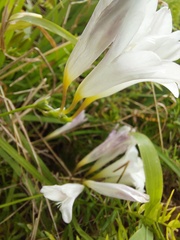 Freesia