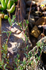 Leucoptera oppositifolia