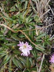Hypochaeris sessiliflora