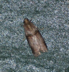 Acrobasis texana