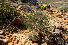 Leucoptera oppositifolia