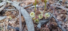 Drosera glanduligera