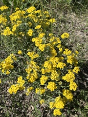 Psilostrophe tagetina