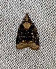 Platynota exasperatana