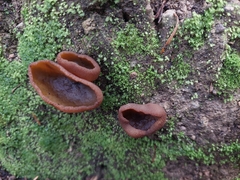 Phylloscypha phyllogena