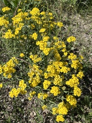 Psilostrophe tagetina