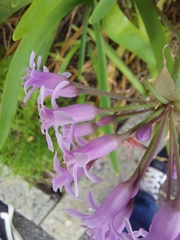 Tulbaghia simmleri