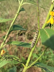 Danaus