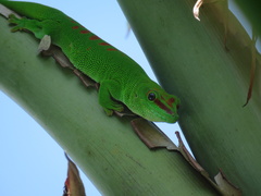 Phelsuma grandis