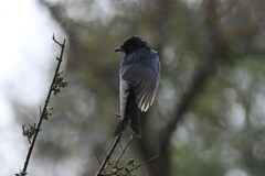 Dicrurus adsimilis apivorus