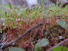 Ptychostomum capillare