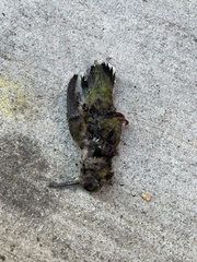 Archilochus colubris