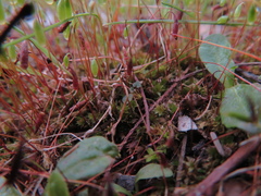 Ptychostomum capillare