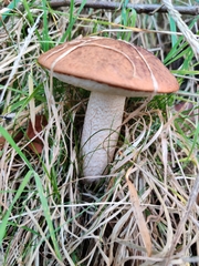 Leccinum albostipitatum