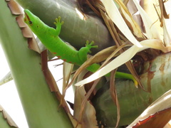 Phelsuma grandis