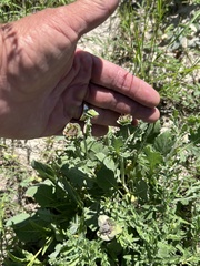 Berlandiera lyrata