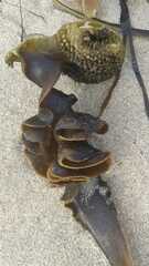 Saccorhiza polyschides