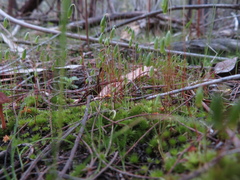 Ptychostomum capillare