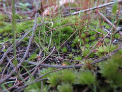 Ptychostomum capillare