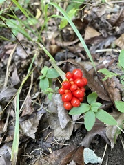 Arisaema triphyllum