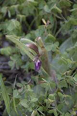 Anacamptis collina