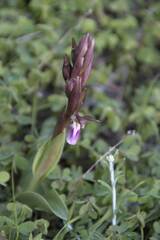 Anacamptis collina