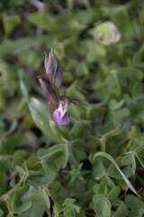 Anacamptis collina