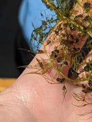 Utricularia macrorhiza